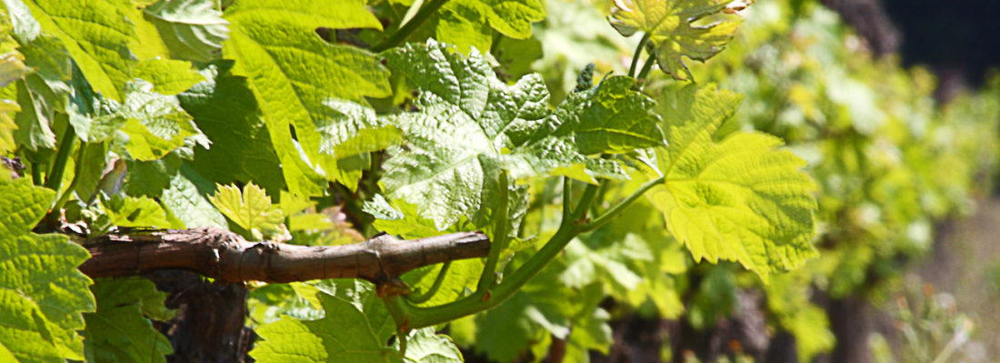 Bodegas de Argentina presentó su Programa Cadena de Valor