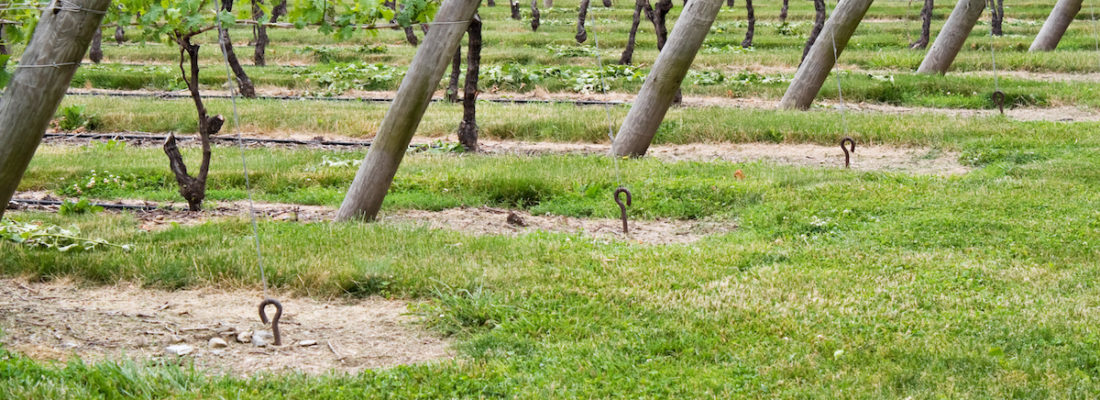 Distinciones a Tapiz y Trivento por el Día Mundial del Ambiente