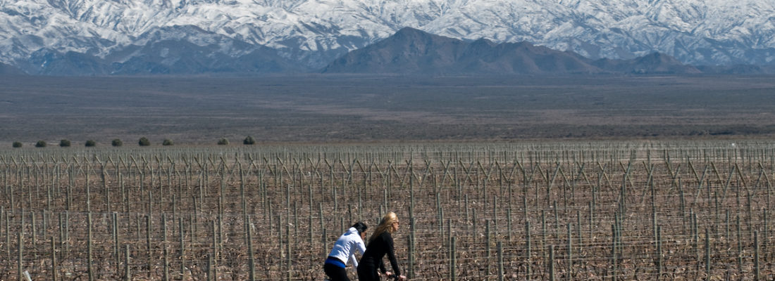 Bodegas en Mendoza podrán abrir al turismo nuevamente