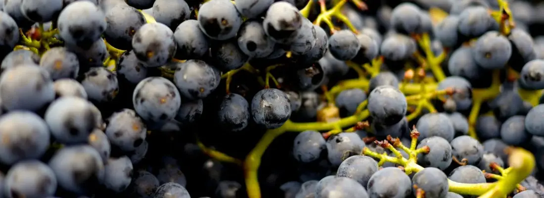 Exportar vino a la UE: Nuevas reglas de envases